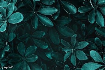 Fresh natural green Schefflera Arboricola background | Free  photo - 2310823