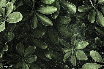 Fresh natural green Schefflera Arboricola background | Free  photo - 2341719