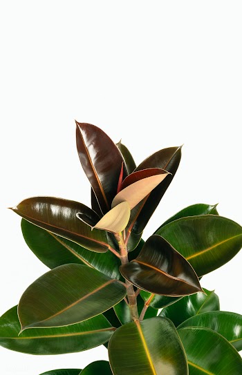 Fresh natural Indian rubber plant isolated on background | Free  photo - 2259790