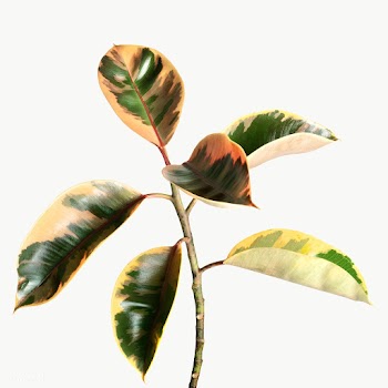 Fresh natural Indian rubber plant transparent png | Free  transparent png - 2230140