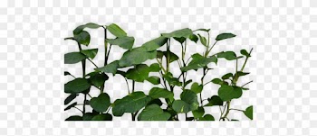 Fresh Nature Natural Plants Transparent Pale Clean - Plants Transparent