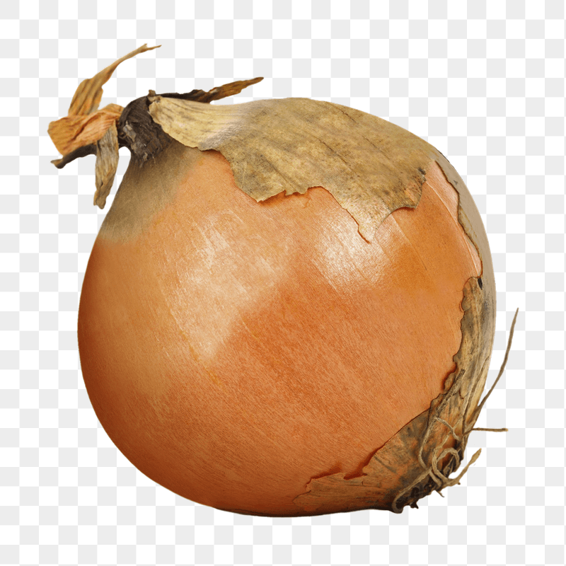 Fresh onion png sticker, transparent | Free PNG - rawpixel
