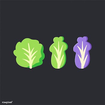 Fresh organic lettuce food vector | Free stock vector - 487674