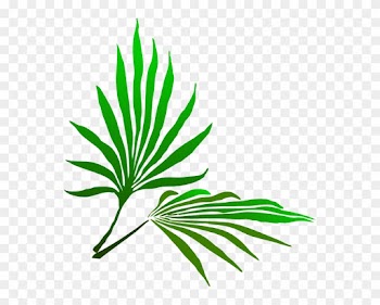 Fresh Palm Tree - Fresh Palm Tree