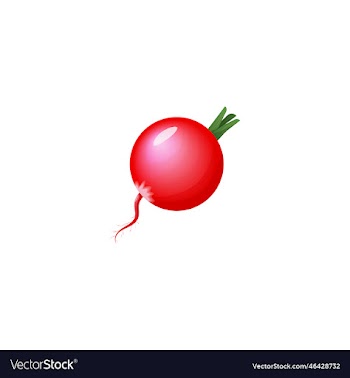 fresh radish vegetable icon
