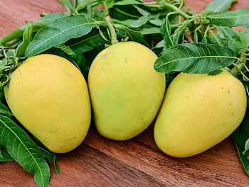 Fresh Ripe Mangoes on Wooden Surface