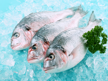 Fresh Silver Fish on Crushed Ice