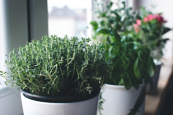Fresh thyme in a window 