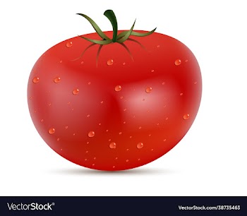 fresh tomato isolated on a white background eps