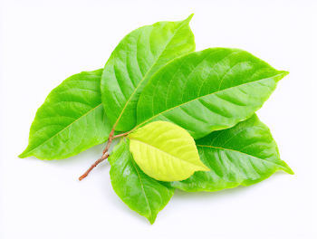 Fresh Tropical Green Leaves on Branch