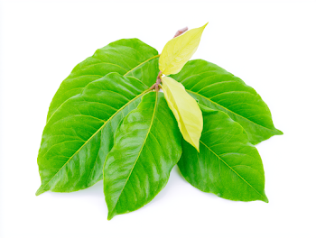 Fresh Tropical Leaves on a Brown Branch