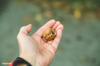 Fresh walnut | Free public domain photo - 593184