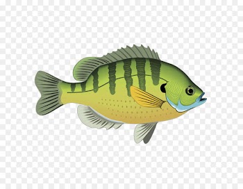 Fresh water Fishing Clip art - Cartoon ornamental fish 