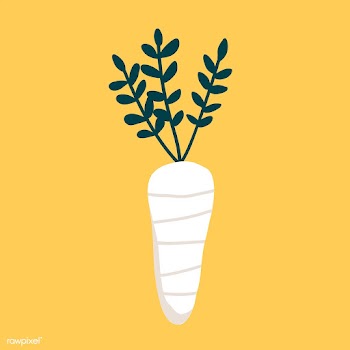 Fresh white daikon radish vector | Free stock vector - 537923