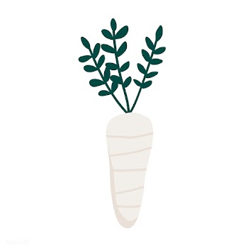 Fresh white daikon radish vector | Free stock vector - 537941