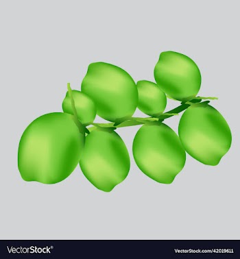 fresh whole and half coconut and slices isolated o