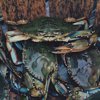Freshly caught crabs. Original public | Free Photo - rawpixel