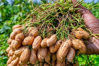 Freshly Harvested Peanuts in Garden