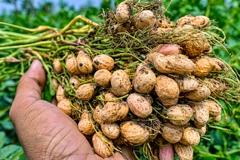 Freshly Harvested Peanuts in Hand