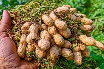Freshly Harvested Peanuts in Hand