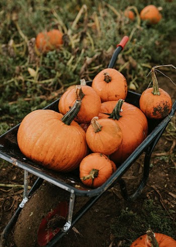 Freshly harvested pumpkins background food photography