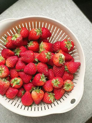 Freshly Picked Strawberries in a White Colander