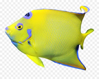Freshwater angelfish Clip art - Angelfish 