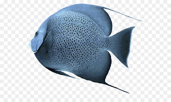 Freshwater angelfish Saltwater fish Clip art - fish tank 