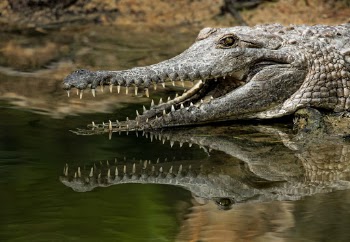 Freshwater crocodile at Hartleys Crocodile Adventures. When its hot, crocodiles can open their mouths which helps to cool them down, or go into the water, or both. Freshwater crocodiles eat mostly fish and generally leave people alone.