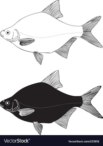  					Freshwater fish bream vector image														