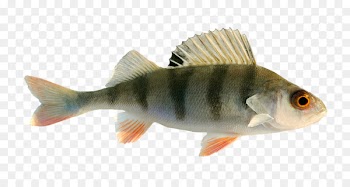Freshwater fish Fresh water - fish 