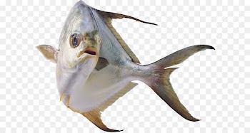 Freshwater fish Fresh water Fishkeeping Aquarium - Fish PNG 