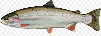 Freshwater fish Rainbow trout Animal - fish 