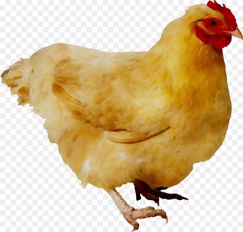 Fried chicken Barbecue chicken Silkie Chicken as food Portable Network Graphics -  
