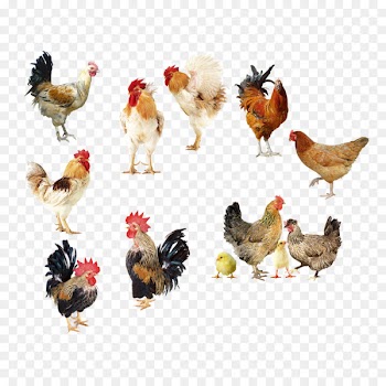 Fried chicken Broiler Egg Buffalo wing - chicken 