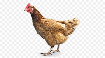 Fried chicken Chicken curry Buffalo wing Portable Network Graphics - chicken 