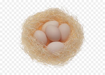 Fried egg Chicken egg Scrambled eggs - Nest egg 