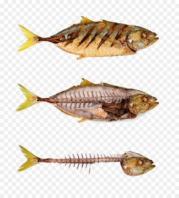 Fried fish Fish bone Stock photography Fishbone - Fish and meat 