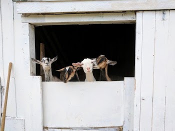 Friendly Goats Look Through Barn Window