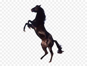 Friesian horse Arabian horse Clydesdale horse Stallion Mare - BMW horse 