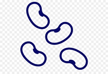 Frijoles negros Black turtle bean Food Clip art Soybean - soyabean pictogram 