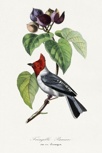 Fringilla bird painting by Paul | Free Photo Illustration - rawpixel