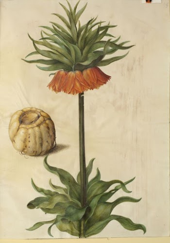 Fritillaria imperialis (crown emperor) by Maria | Free Photo - rawpixel
