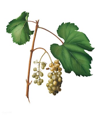 Friuili grape from Pomona Italiana (1817 - 18.. | Free stock vector - 487880