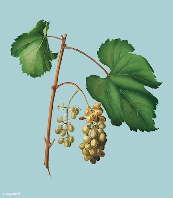 Friuili grape from Pomona Italiana (1817 - 18.. | Free stock vector - 487888