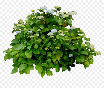Frndshpnow Leaf Shopping Gift Film -  