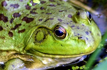 frog_003.jpg