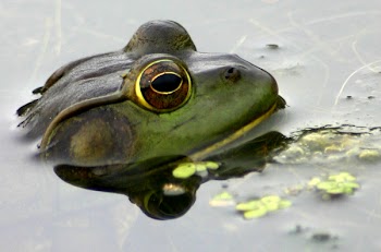 frog_004.jpg