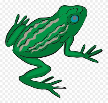 Frog Amphibian Tropical Rainforest Exotic Nature - Tropical Frog Transparent