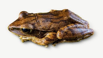Frog animal  collage element | Free PSD - rawpixel